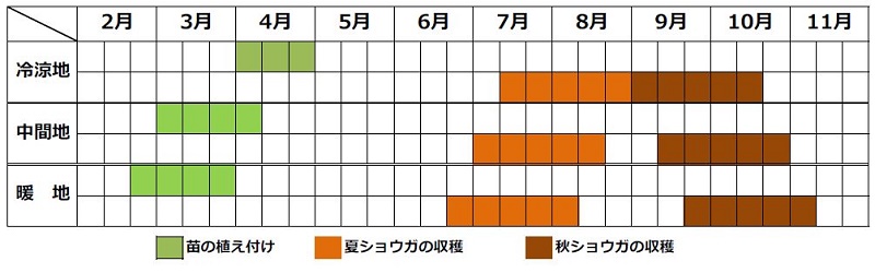 ミョウガ栽培カレンダー