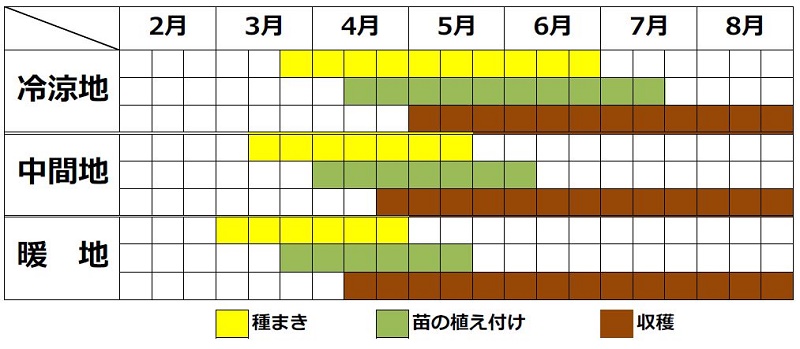 ルッコラ栽培カレンダー