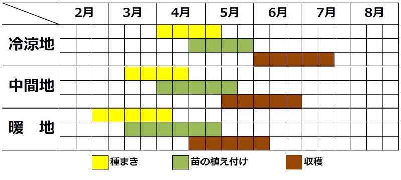 サントウサイの栽培カレンダー