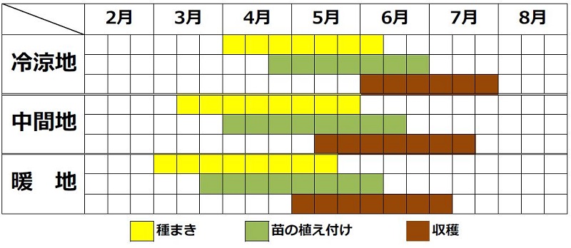 サラダ菜の栽培カレンダー