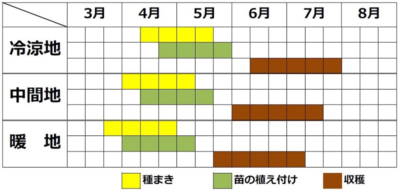 タアサイ栽培カレンダー