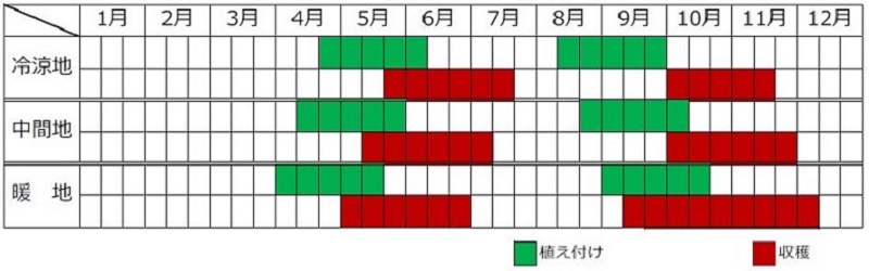 チンゲンサイ栽培カレンダー
