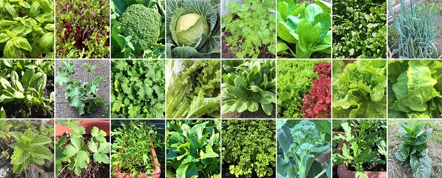 葉野菜 葉菜類 の育て方一覧