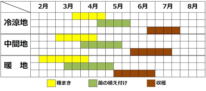 トレビス栽培カレンダー