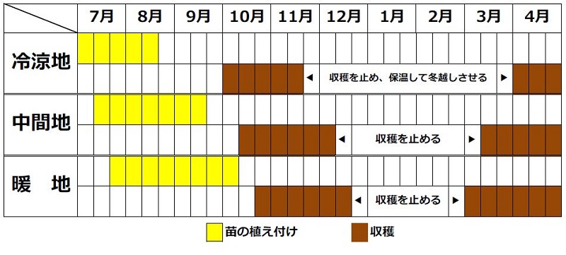 ワケギの栽培カレンダー